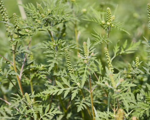 Ragweed