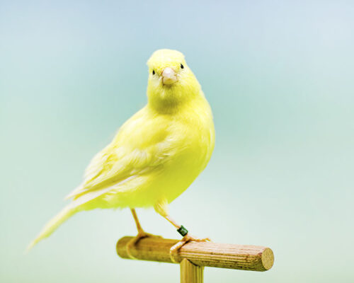birds