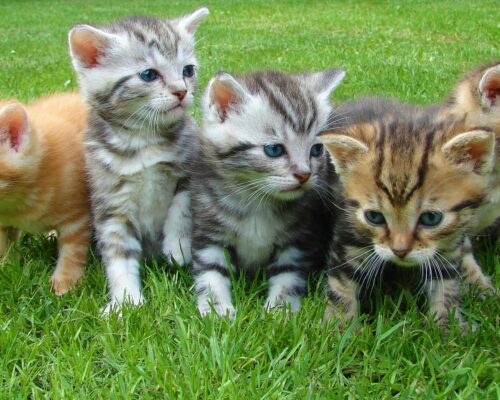 cat