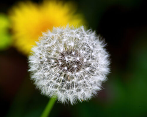 dandelion-macro-photography-2