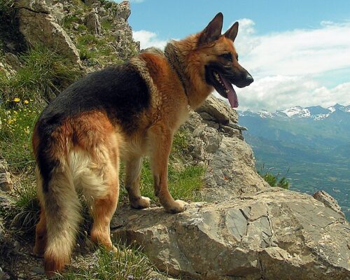 dog