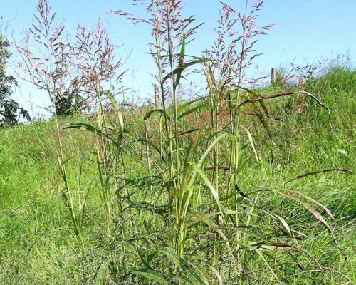 johnson grass