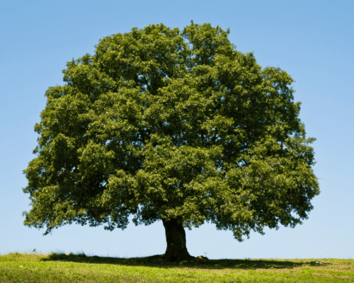 oak