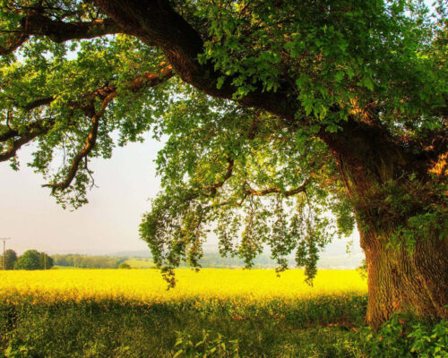 oak tree
