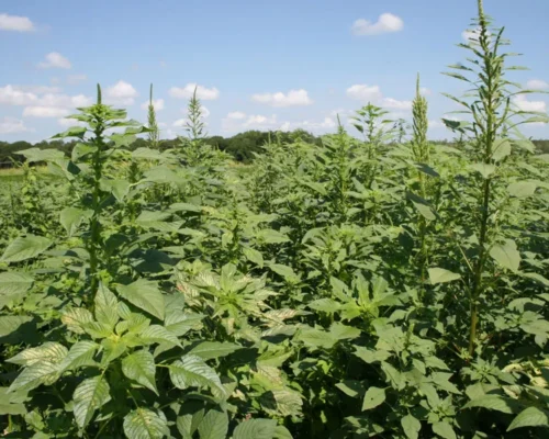 pigweed-4-june_0