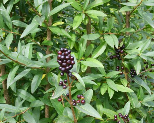 privet