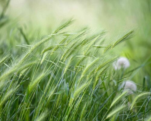 rye grass