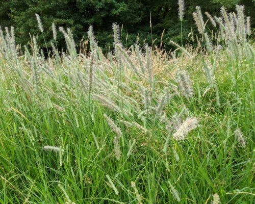 timothy-grass-1